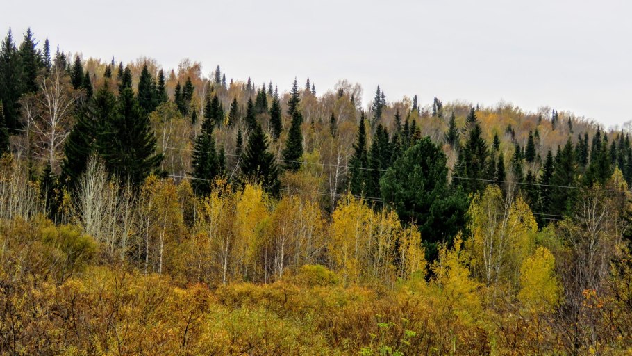 Березово-еловые леса