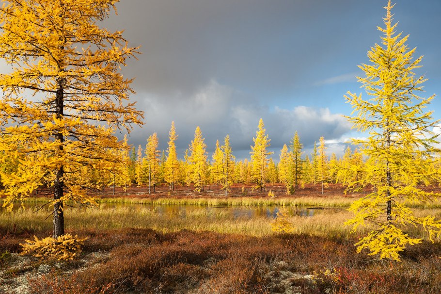 Тайга Саяны