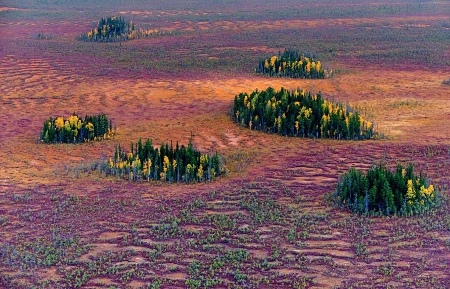 Тайга Кузнецкий Алатау