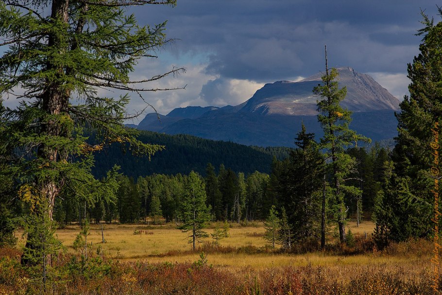 Республика Тыва Тайга