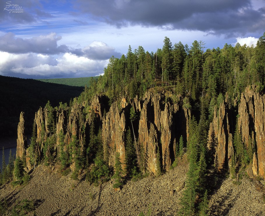 Купальница цветок Сибирская