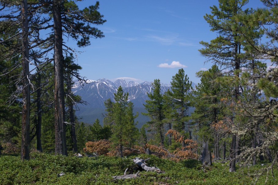 Купальница Алтайская
