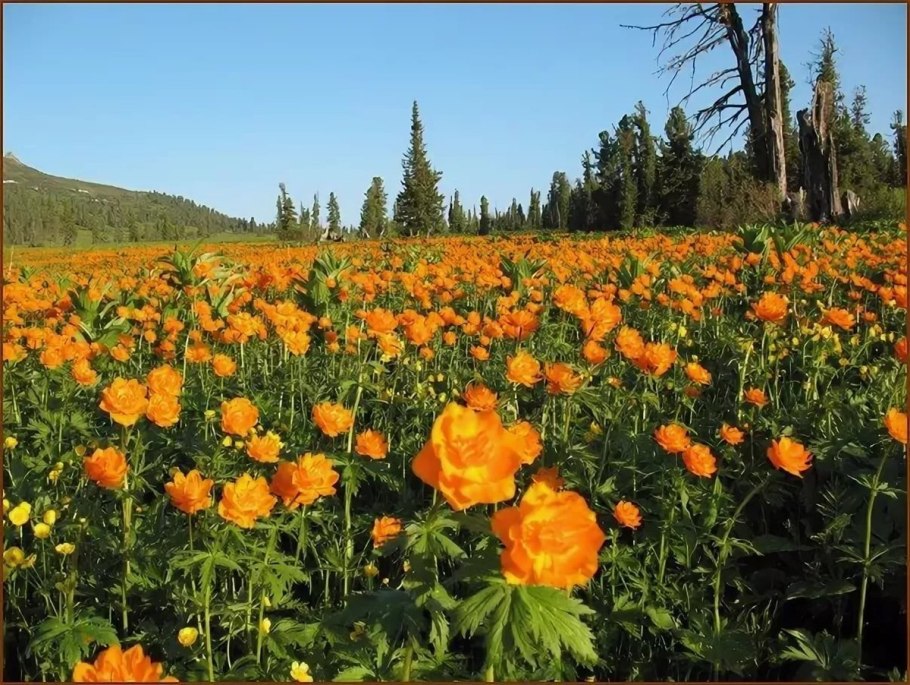 Рододендрон Даурский