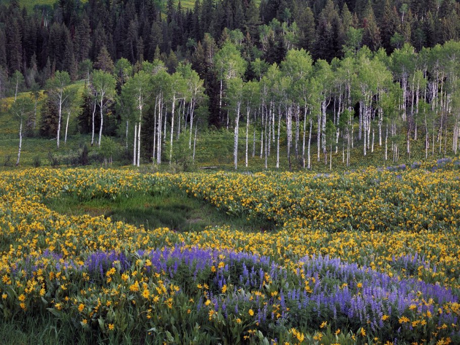 Тайга хвойные леса Сибири