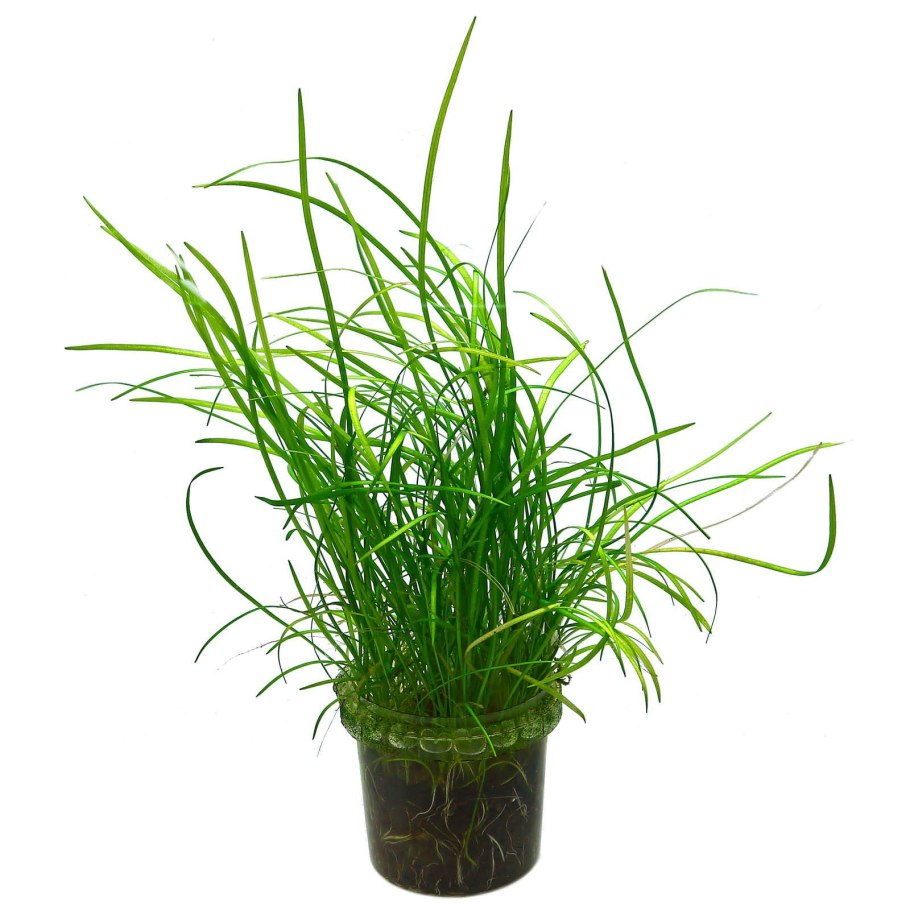 Сагиттария аквариумное растение