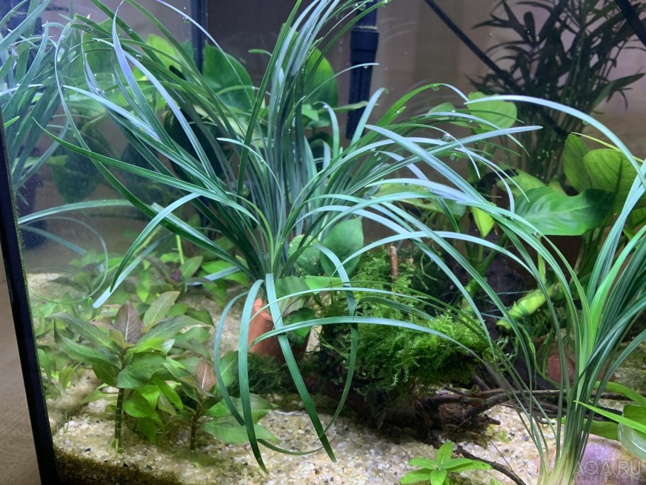 Офиопогон Сагиттария