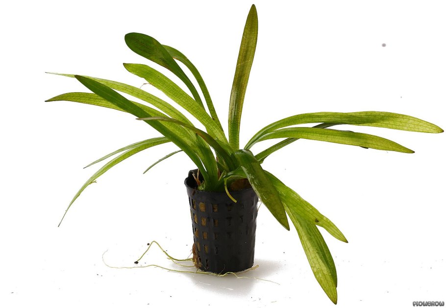 Стрелолист latifolia