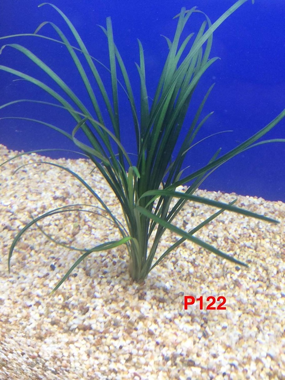 Сагиттария аквариумное растение