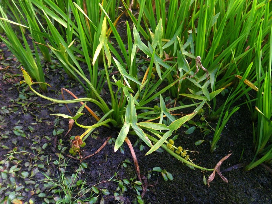 Сагиттария жестколистная