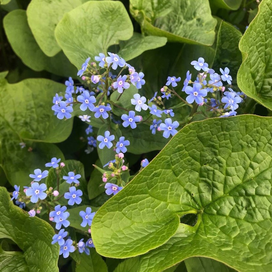 Бруннера макрофила