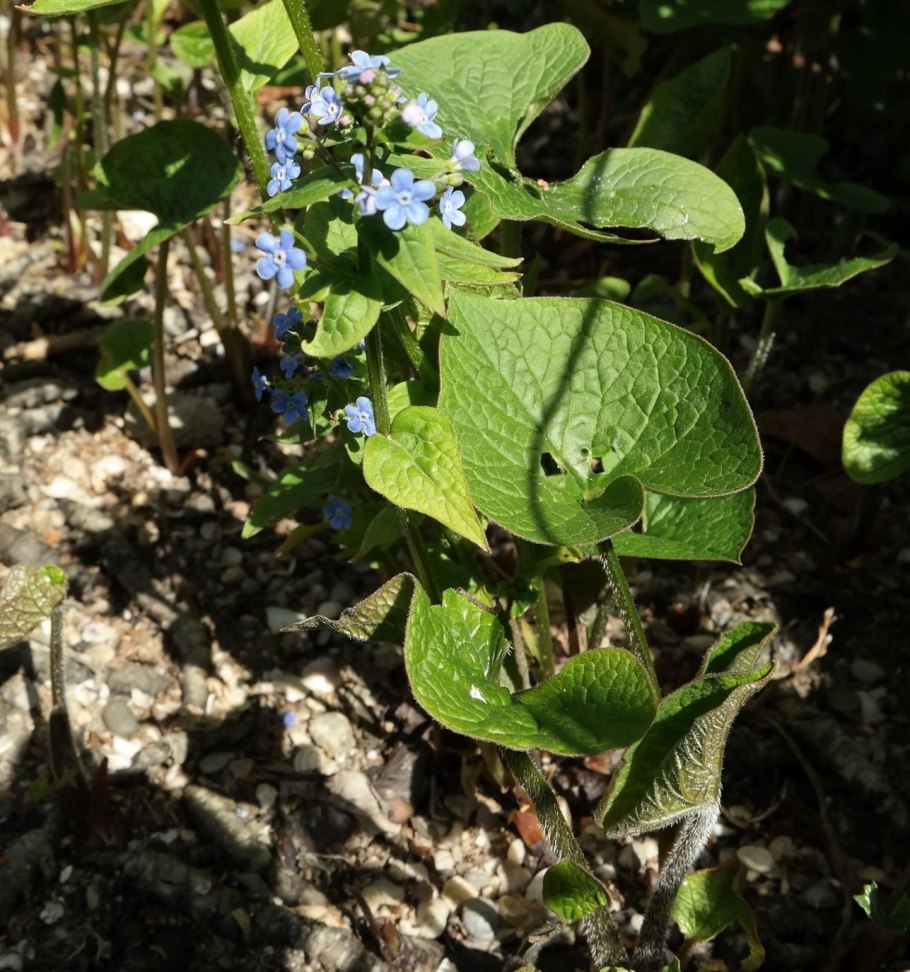 Boraginaceae Brunnera