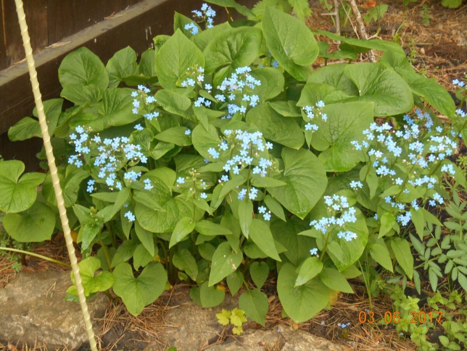 Бруннера под сирень