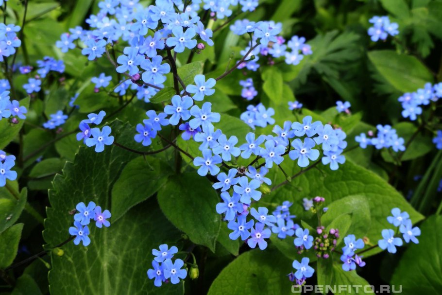 Бруннера крупнолистная Дженнифер