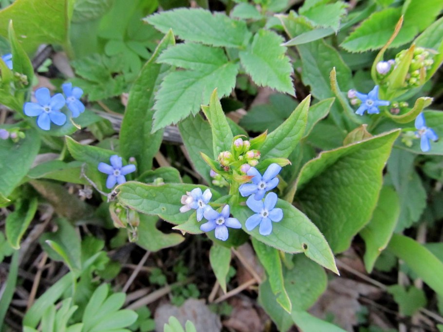 Бруннера Сибирская