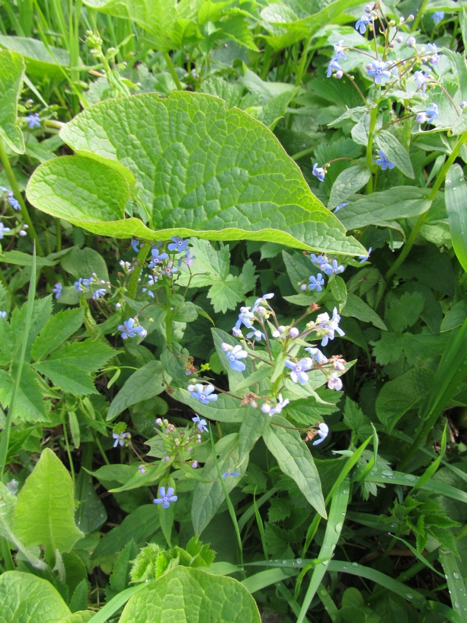 Реликтовые растения брунейра