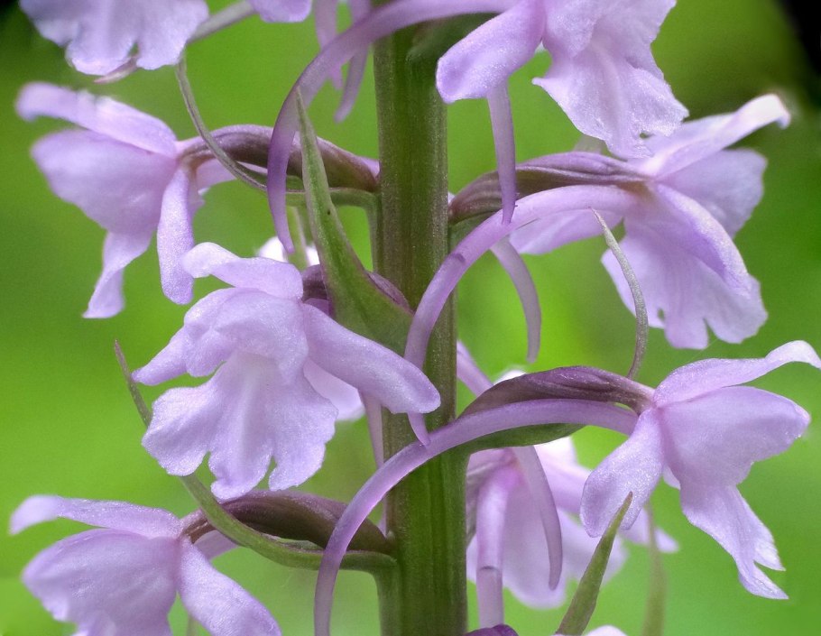 Gymnadenia conopsea