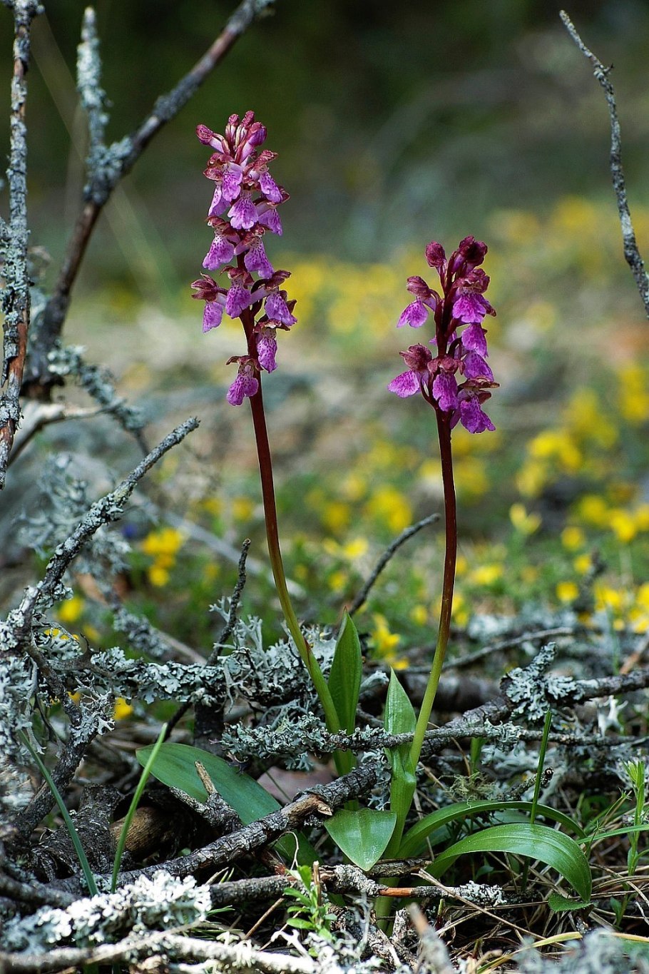 Gymnadenia conopsea Ботанический рисунок