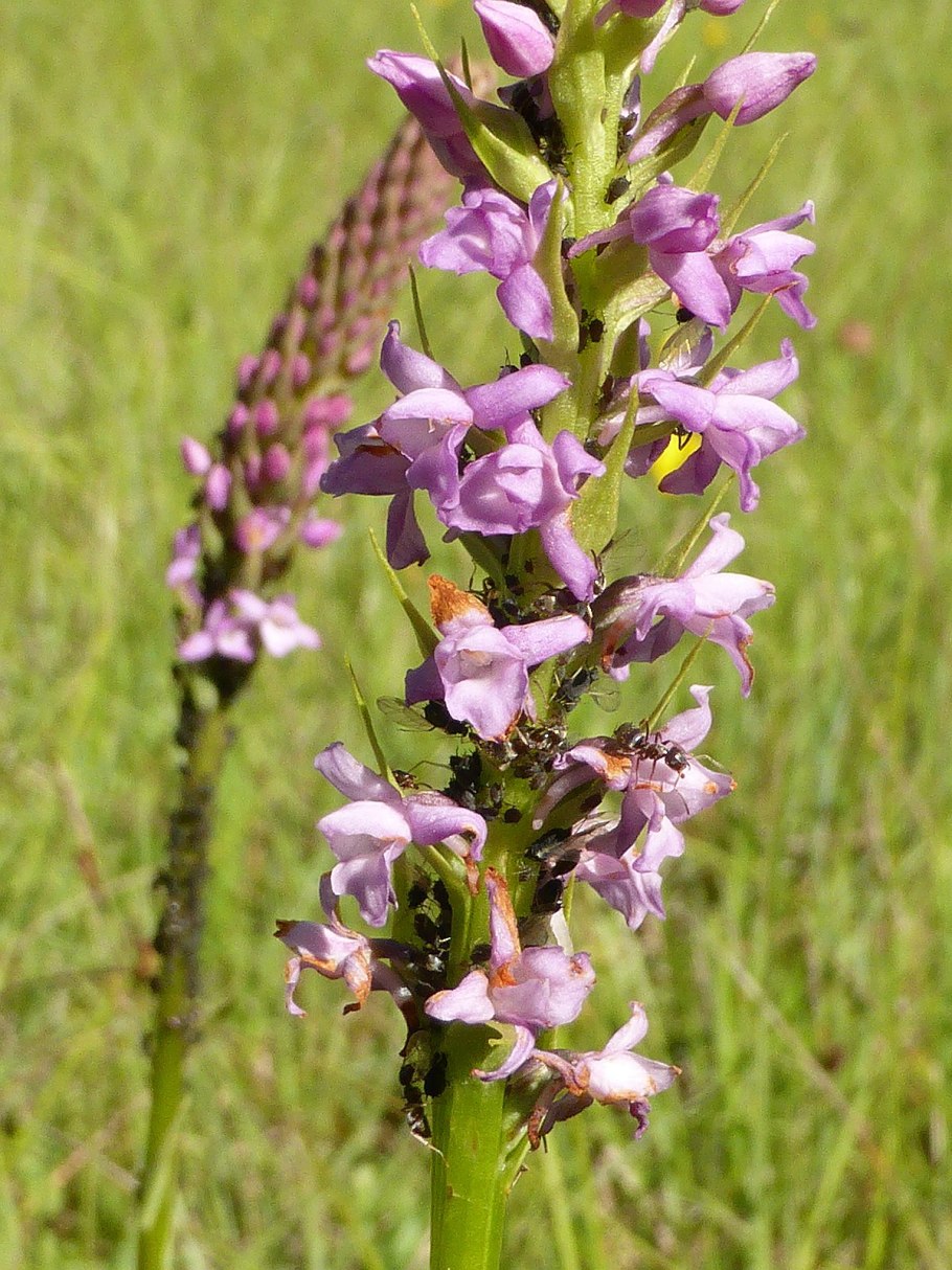 Gymnadenia conopsea (Кокушник длиннорогий, комарниковый