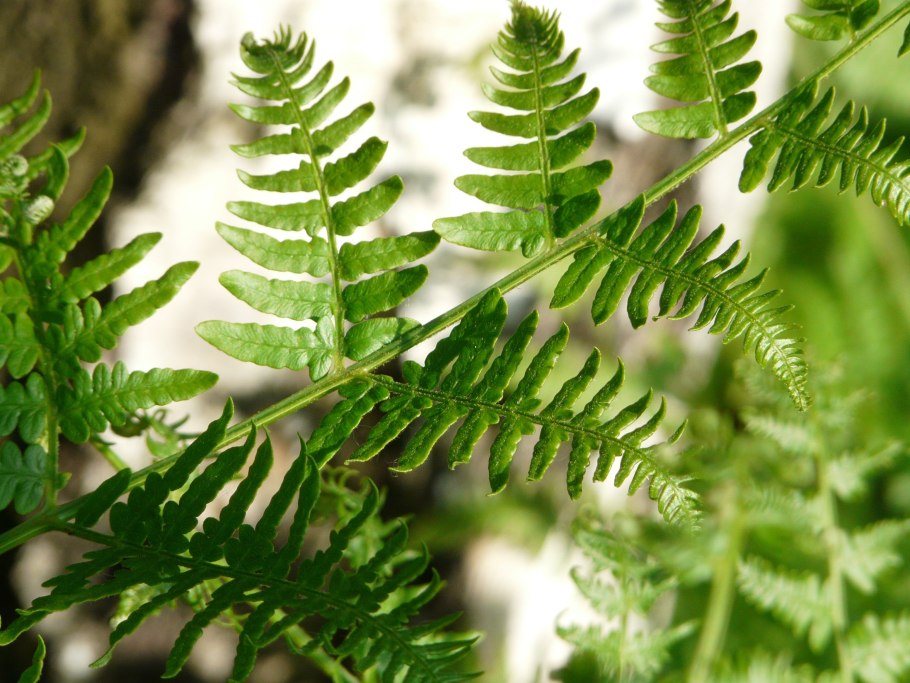 Fork Leaf папоротник