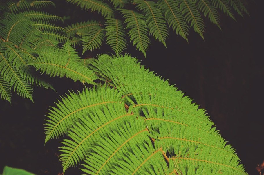 Панели Tree Fern