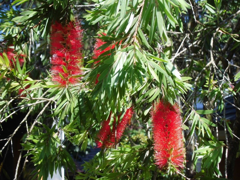 Melaleuca squamophloia