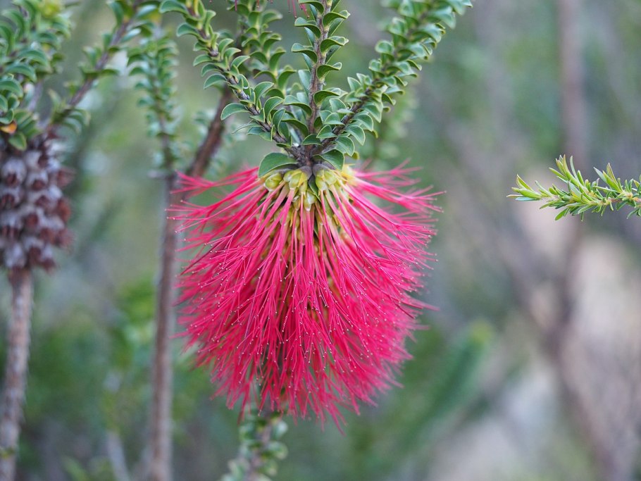 Melaleuca Fulgens