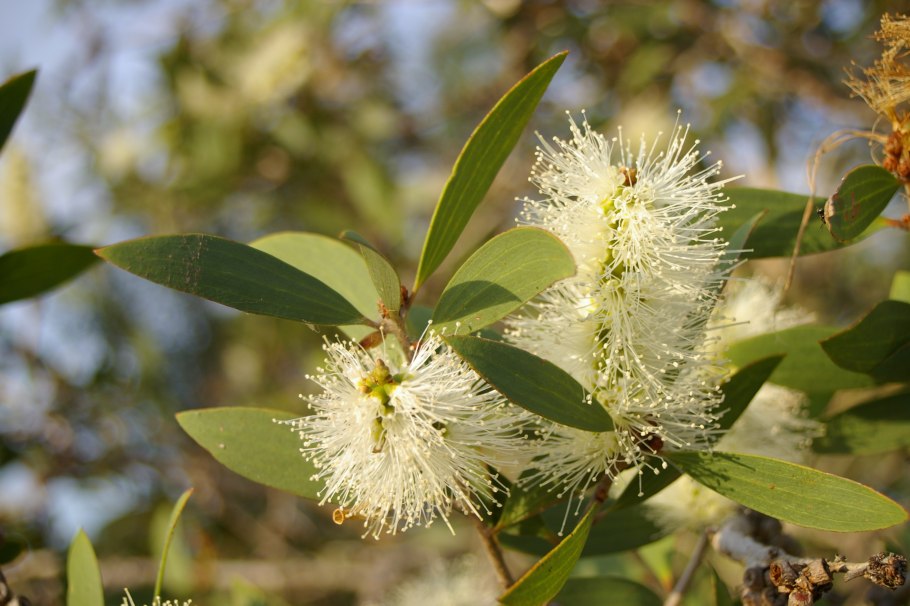 Melaleuca нодоза