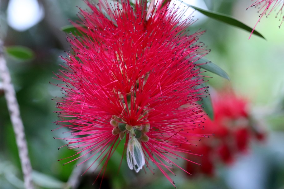 Мелалеука вересколистная