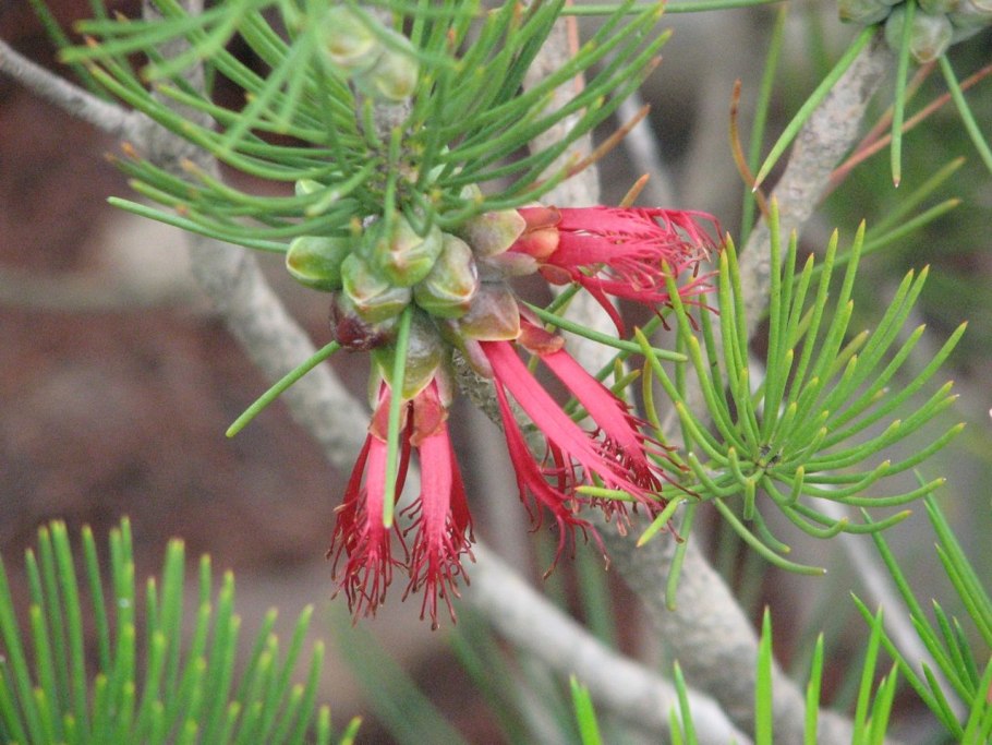 Herculasia Melaleuca