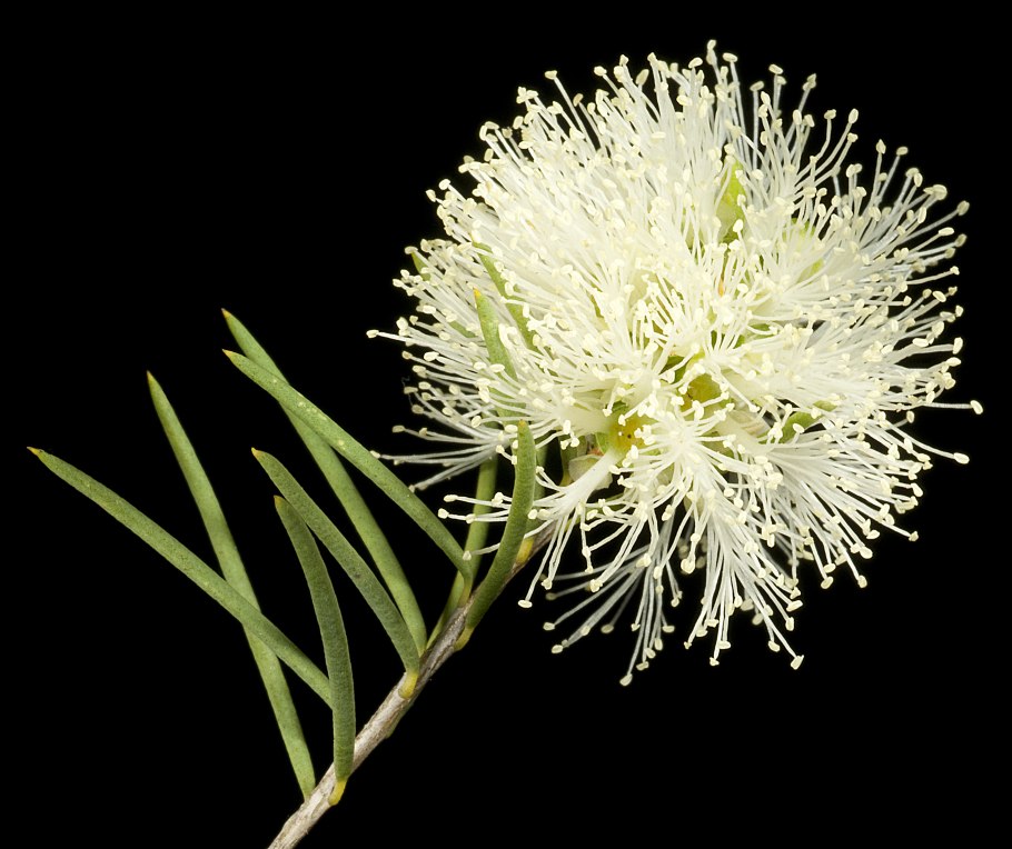 Melaleuca linearis