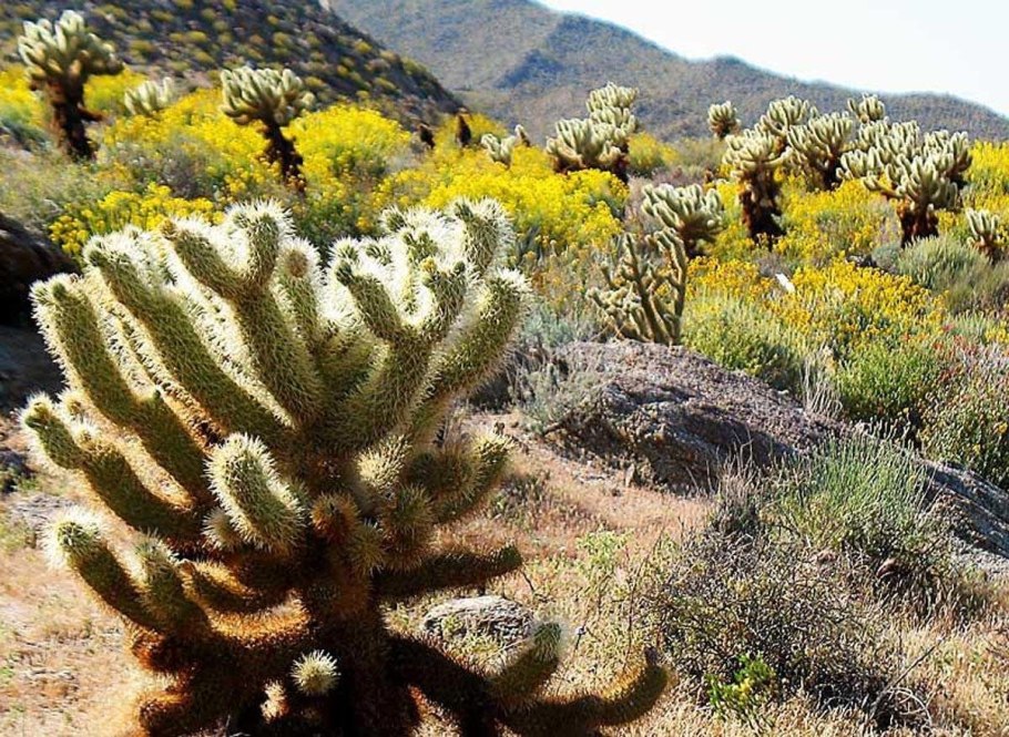 Пустыни и полупустыни России растения