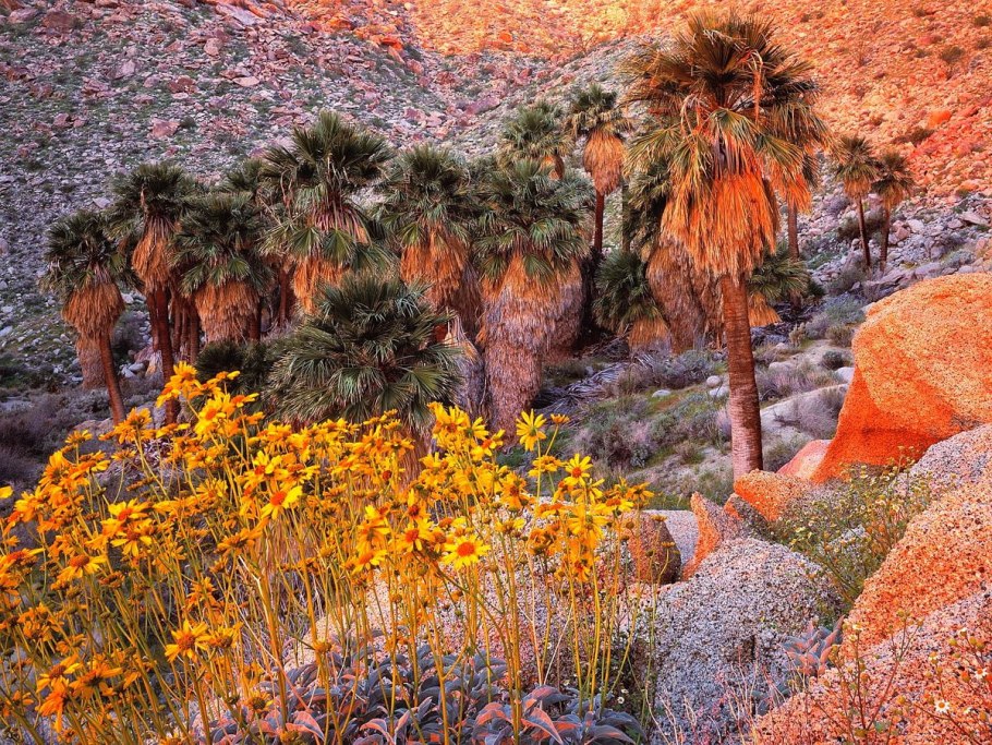 Финиковая Пальма в оазисе