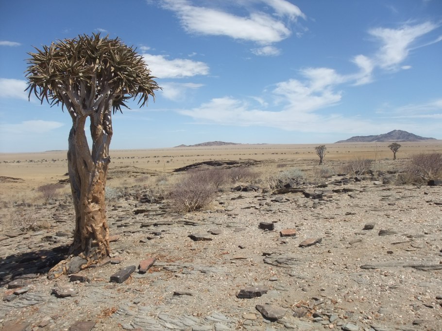 Кактусы Мохаве