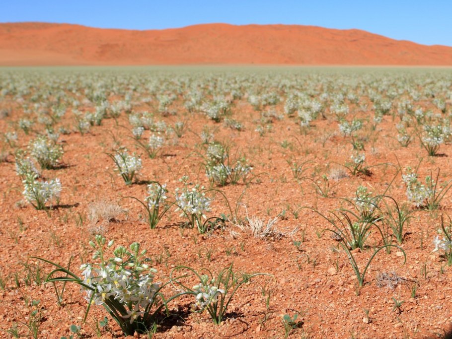 Двулистная вельвичия удивительная