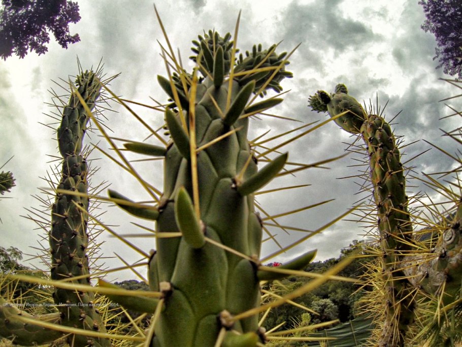 Селин растение пустыни