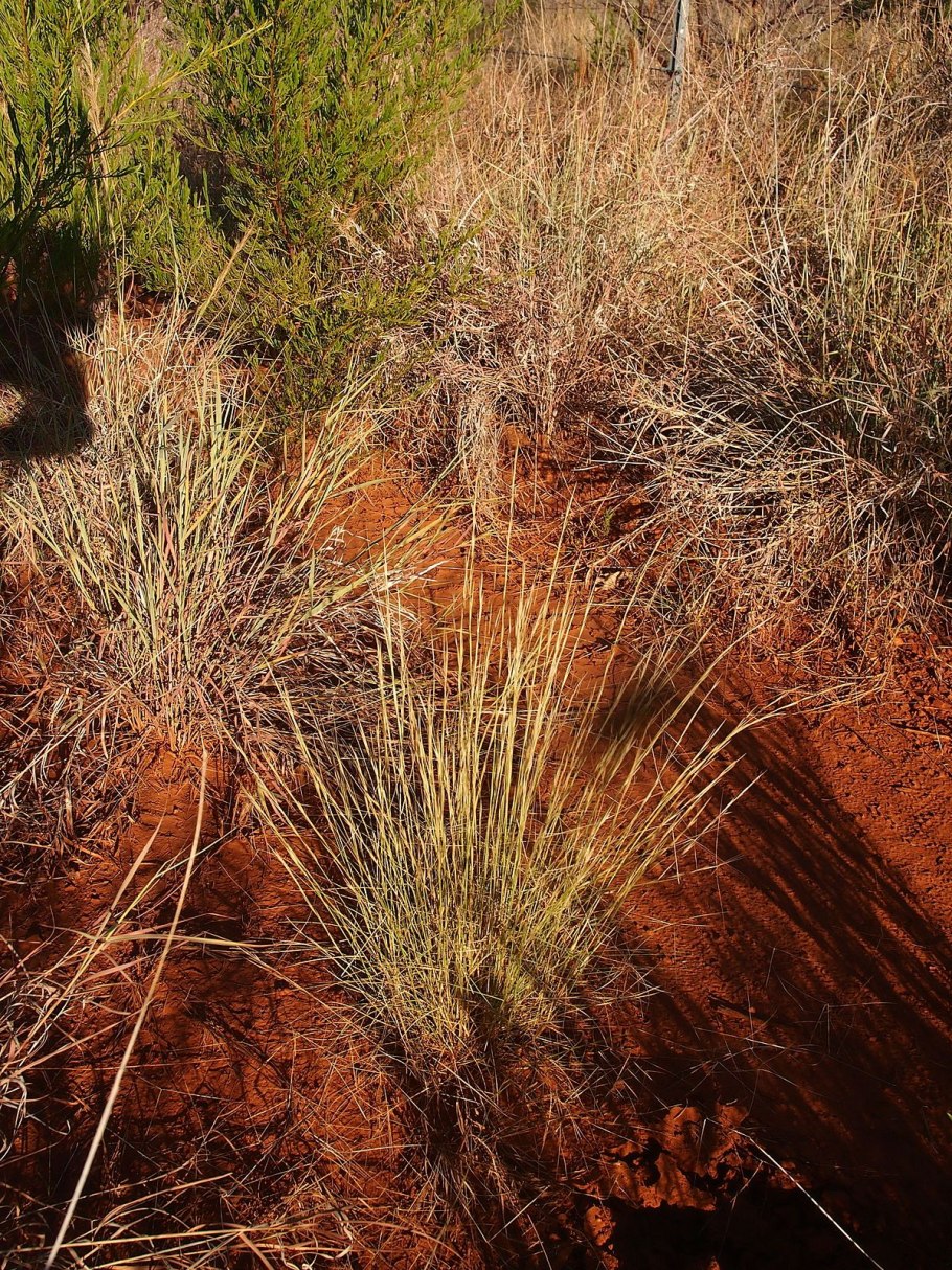 Финиковая Пальма пустыни