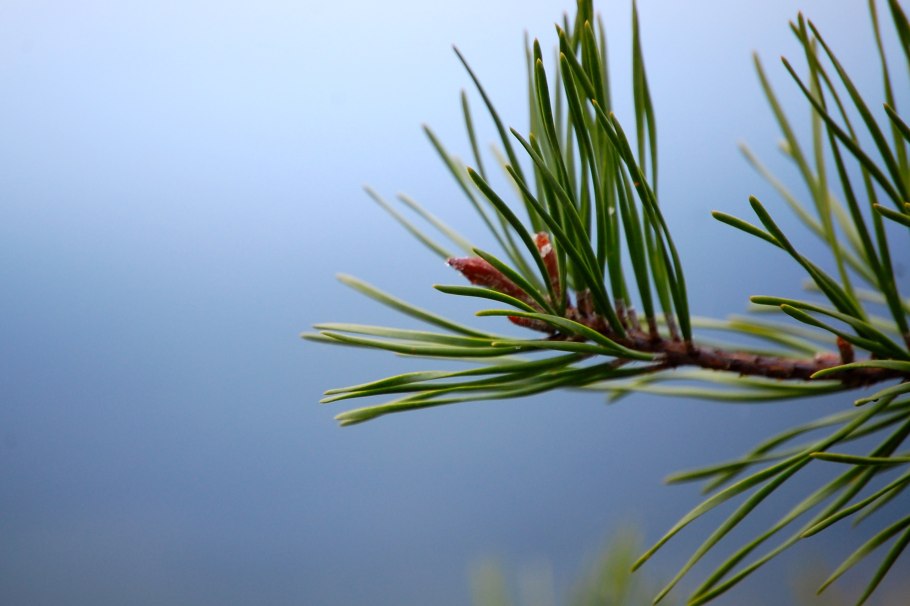 Лиственница Сибирская Larix sibirica