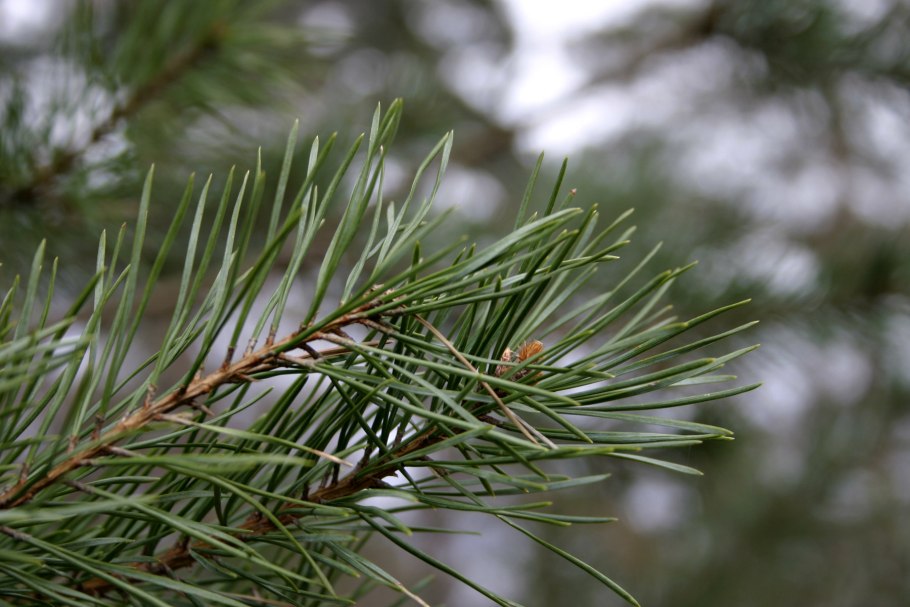 White Pine Needle Tea