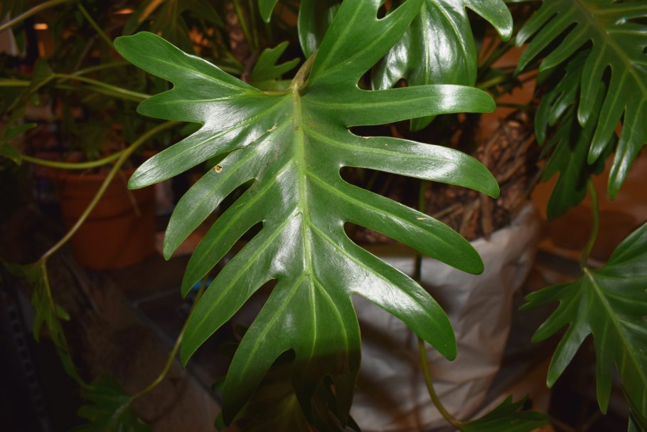 Филодендрон Mayoi