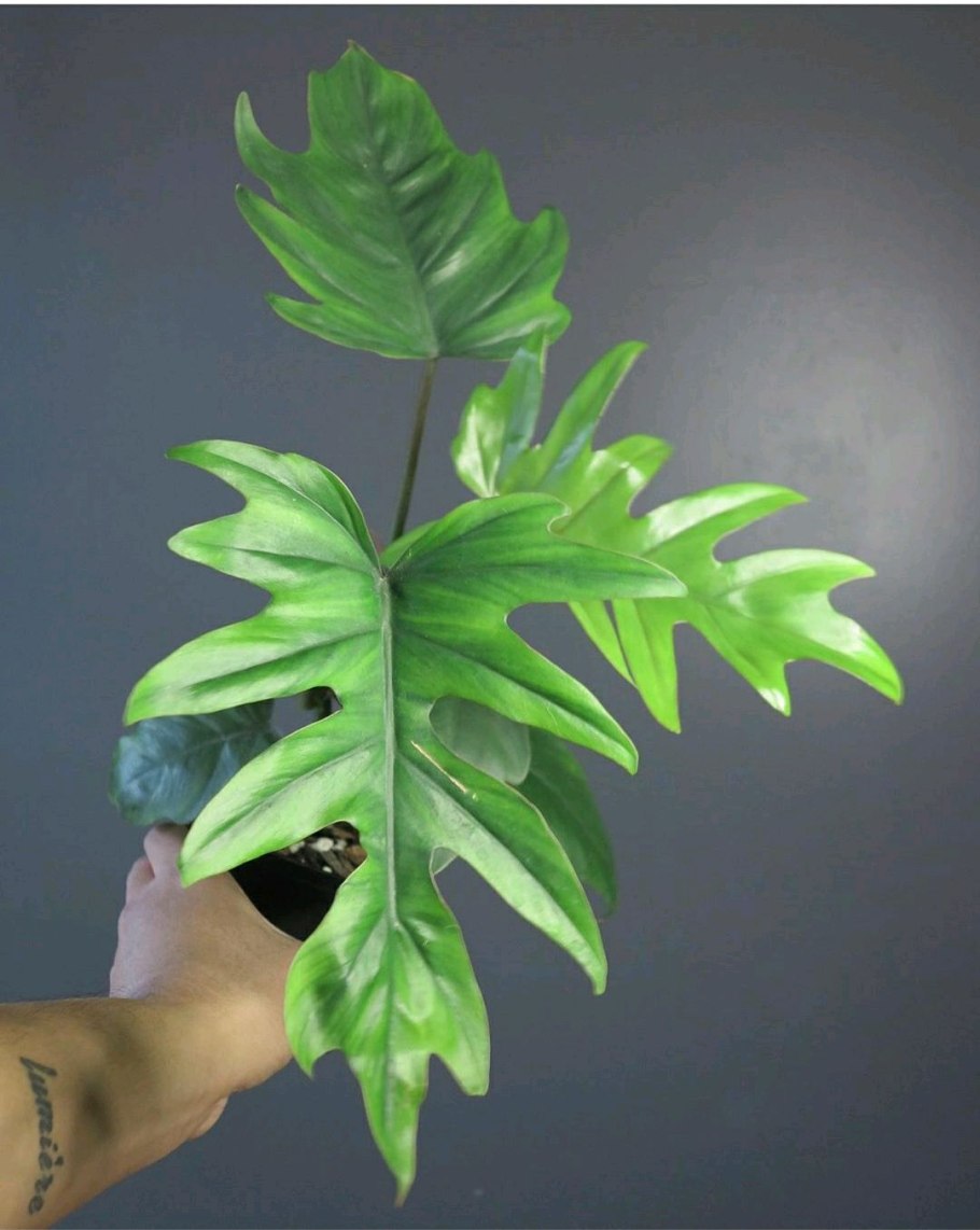 Филодендрон Майо