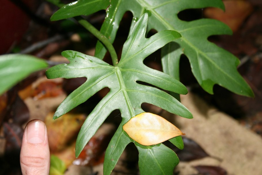 Филодендрон Элеганс