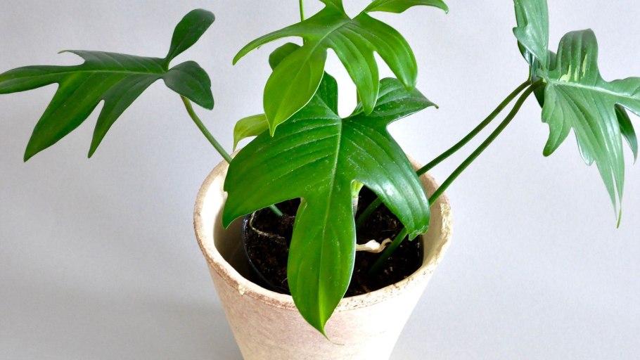 Филодендрон взрослое растение