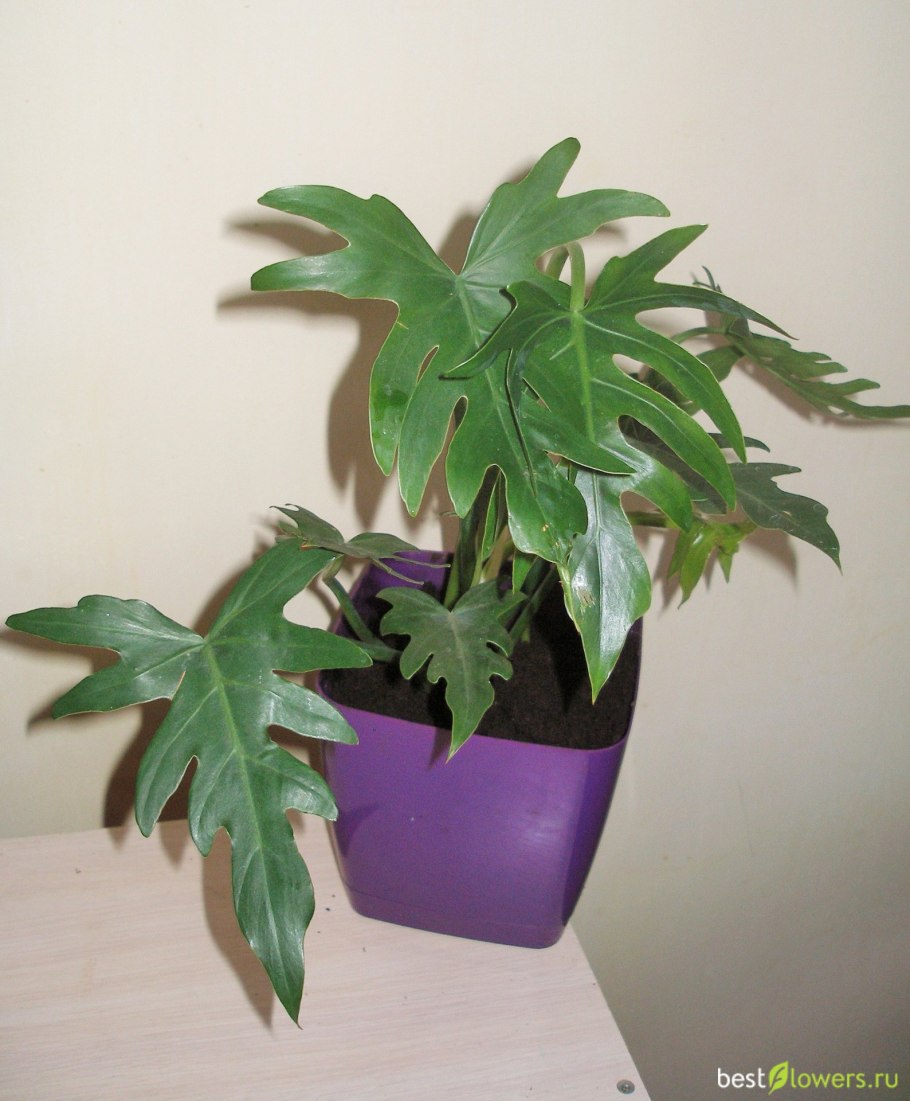 Филодендрон т31 вар