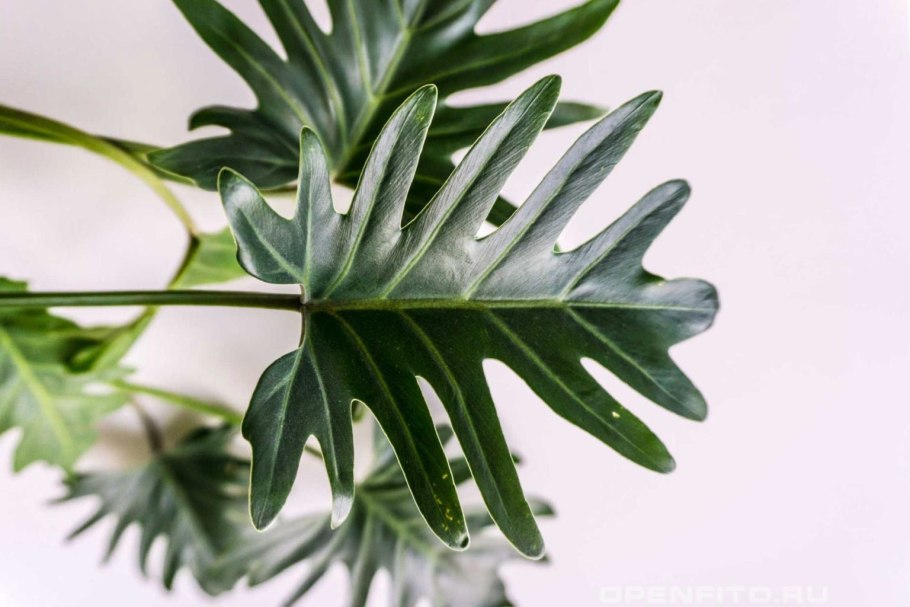 Филодендрон бипенифолиум