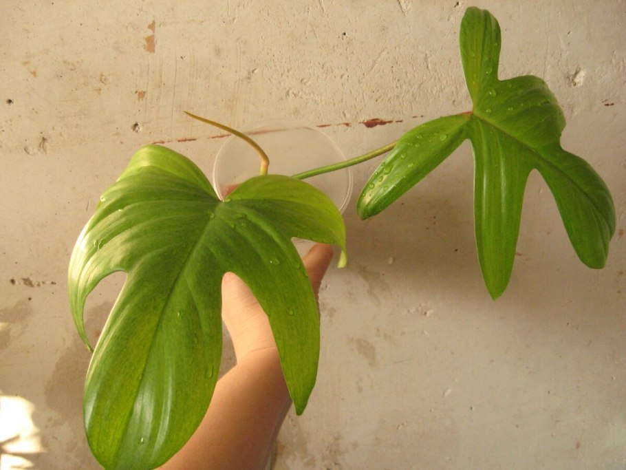 Филодендрон Florida Ghost Mint