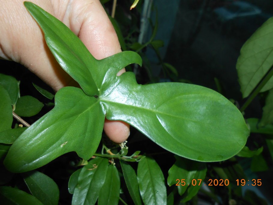 Филодендрон с резными листьями