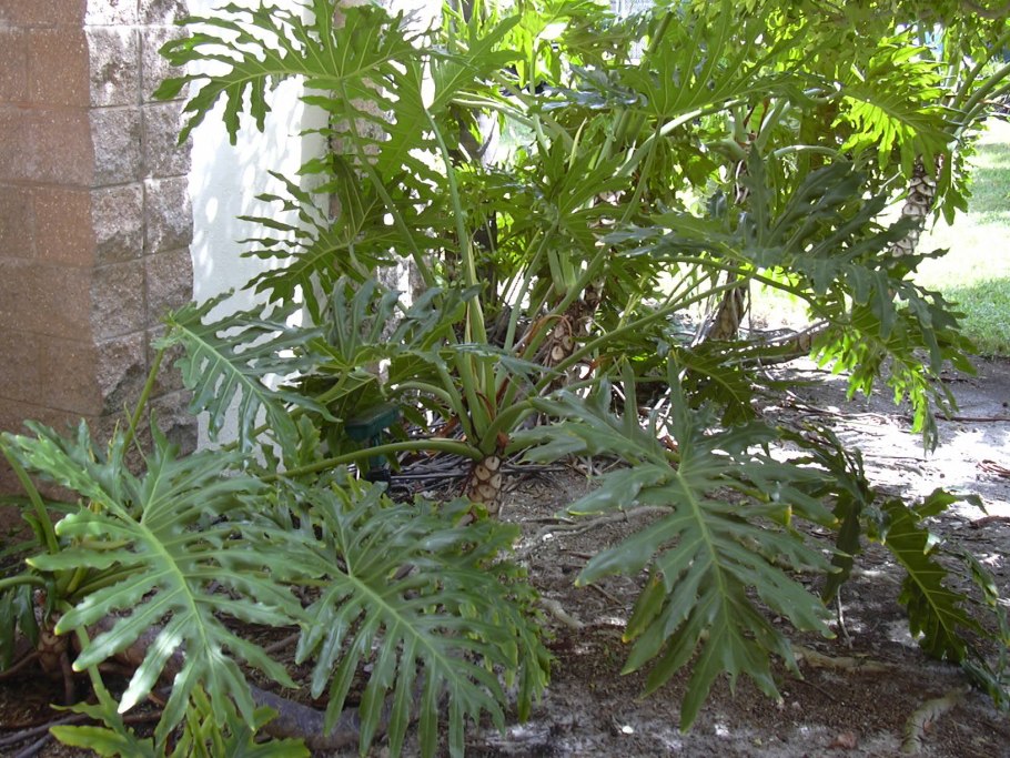 Серебряные листья вытянутые похожи на Ксанаду