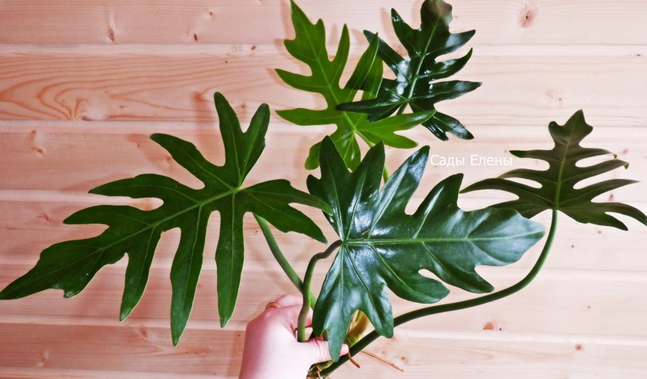 Филодендрон Silk Plant