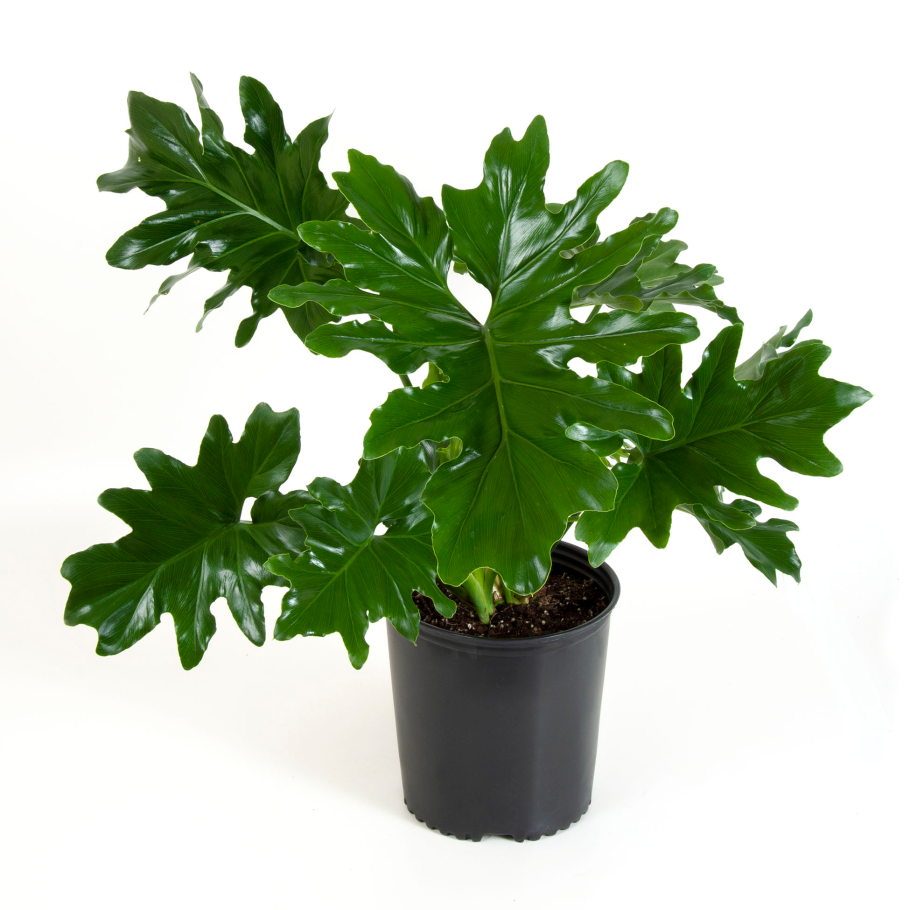 Филодендрон Виолин