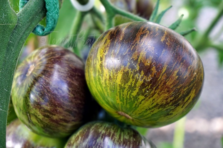 Томат зеленая богиня Занаду